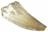 Fossil Mosasaur (Mosasaurus) Tooth - Morocco #286314-1